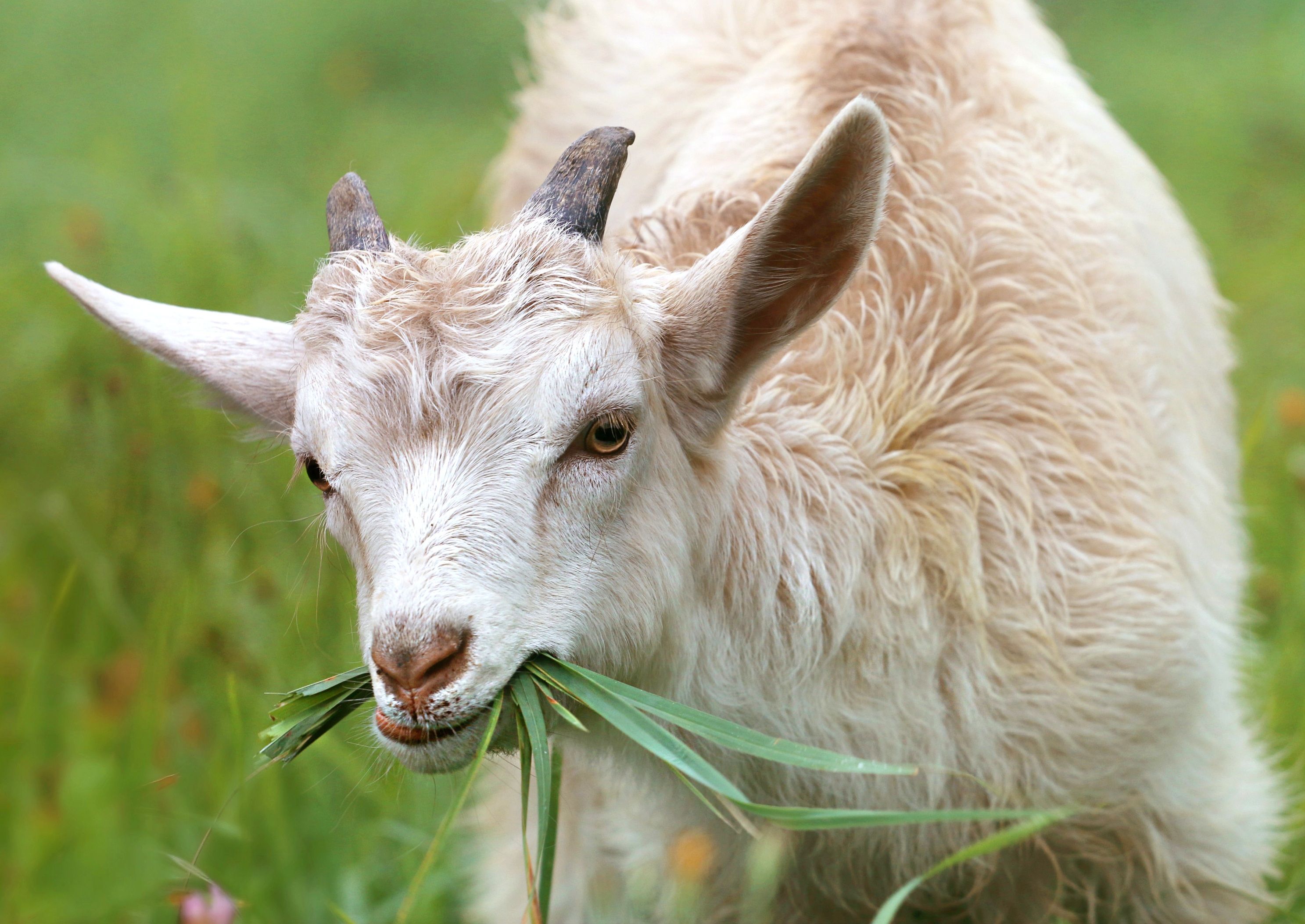 Udhiya/Qurbani